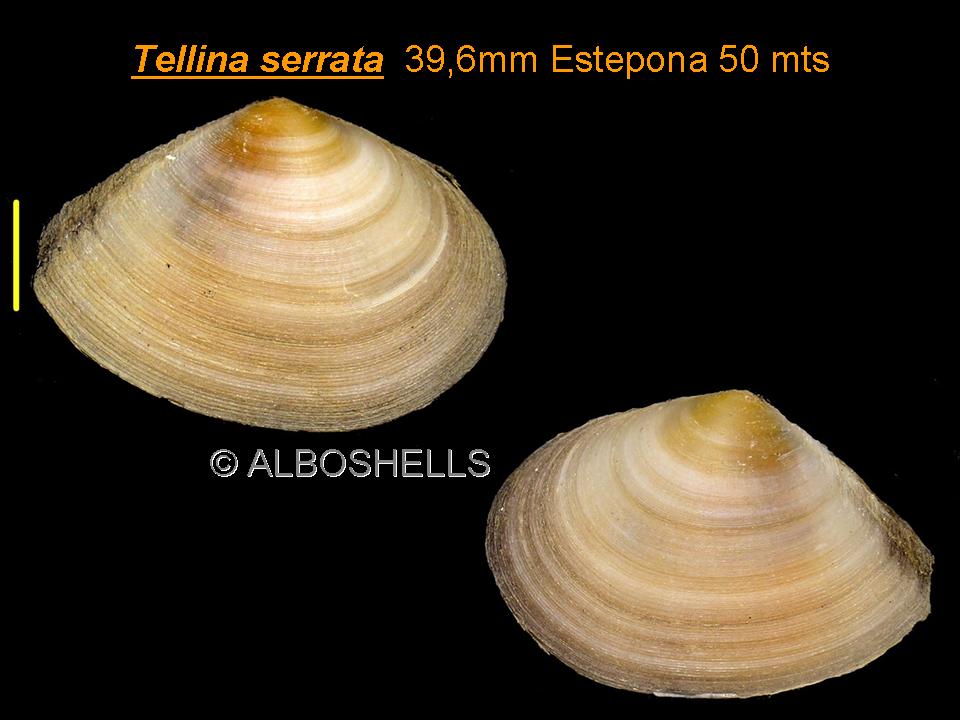 Tellina serrata